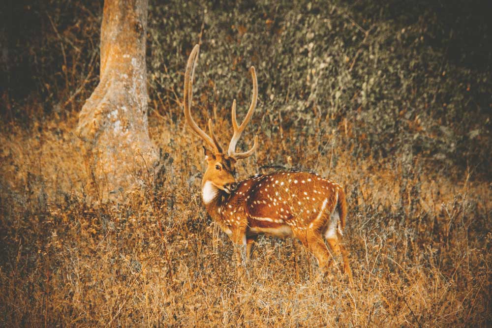 Wayanad